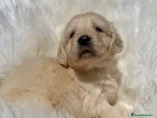 Golden Retriever perros Golden macho - Anuncio 1