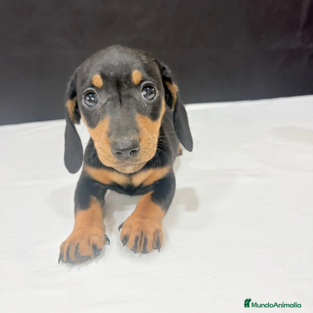 Teckel Miniatura perros en venta: Teckel miniatura  - Anuncio 2