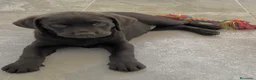 Labrador Retriever perros en venta: Último labrador chocolate disponible 🐶🐾 en Cádiz - Anuncio 1