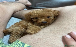 Caniche Toy perros en venta: Excelente camada de caniche rojo toy.  - Imagen 9