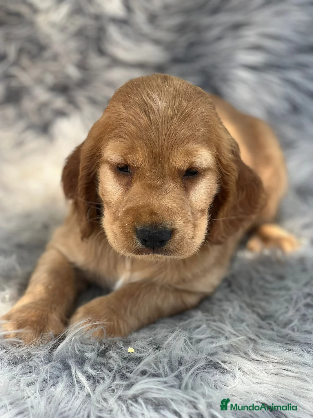 Cocker Spaniel Inglés perros en venta: Cocker inglés dorado - Anuncio 4