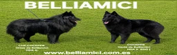 Pastor Belga Groenendael perros en venta: Pastor Belga groenendael cachorros machos  - Anuncio 4