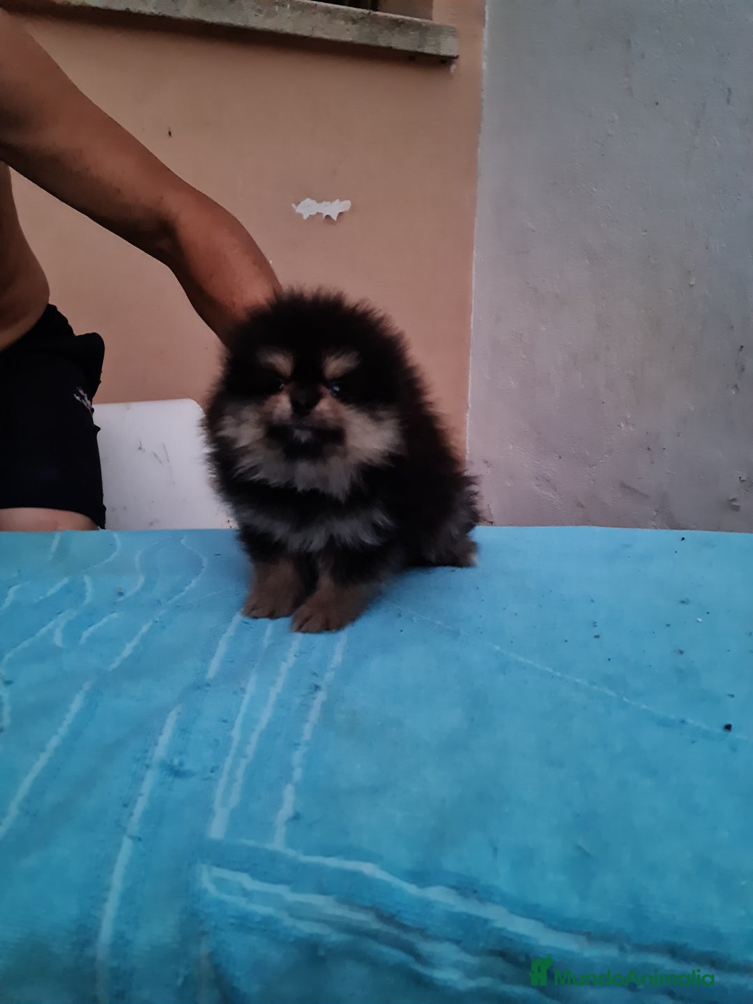 Pomerania perros en venta: Pomerania toy - Imagen 14