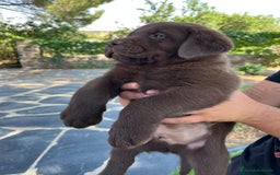 Labrador Retriever perros en venta: Cachorro macho con excelente pedigree  - Imagen 4