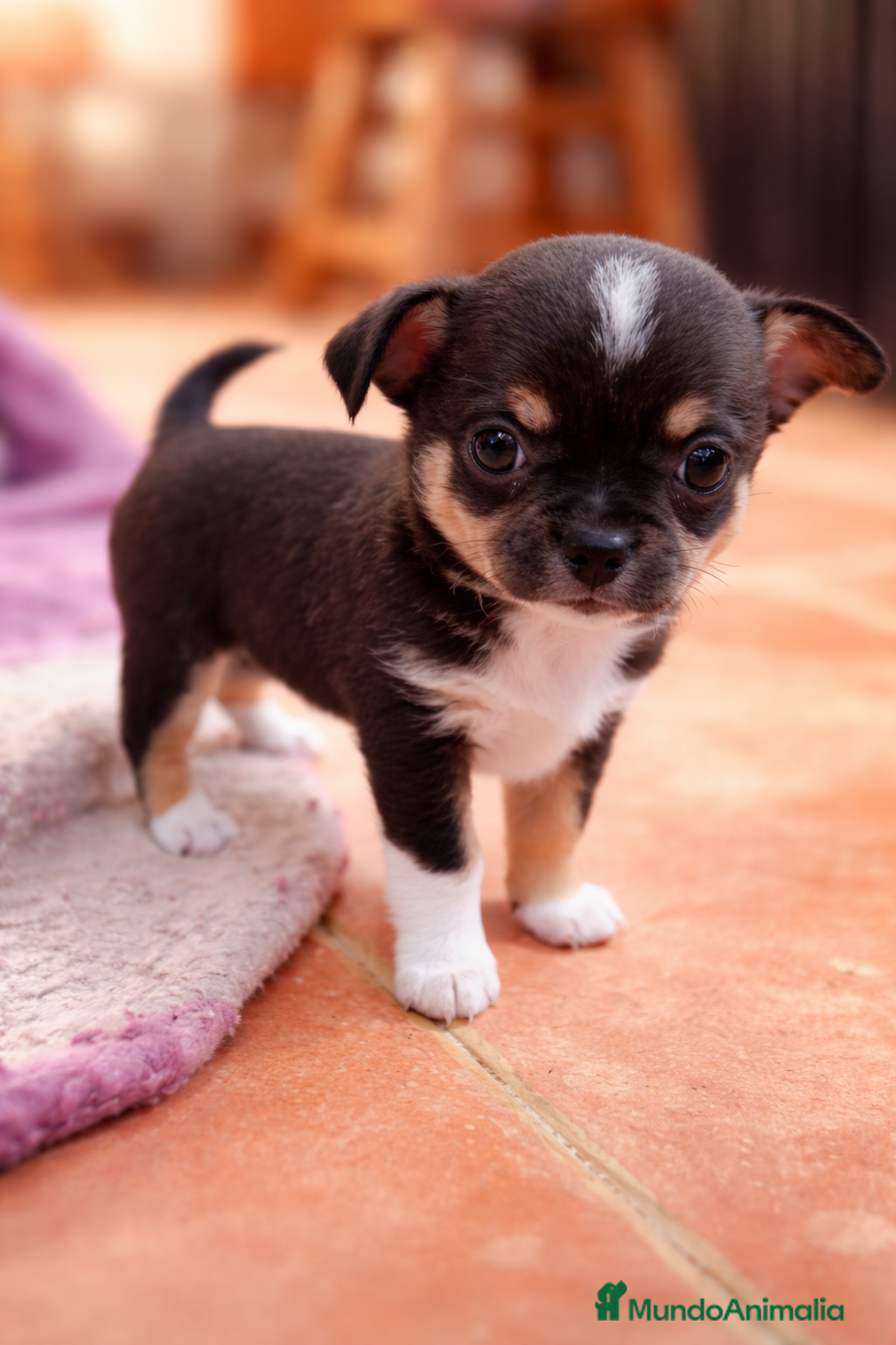 Chihuahua perros Camada de Sopa Chihuahua  - Anuncio 26