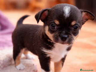 Chihuahua perros Camada de Sopa Chihuahua - Anuncio 26