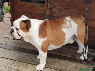 Bulldog Inglés perros - Anuncio 1