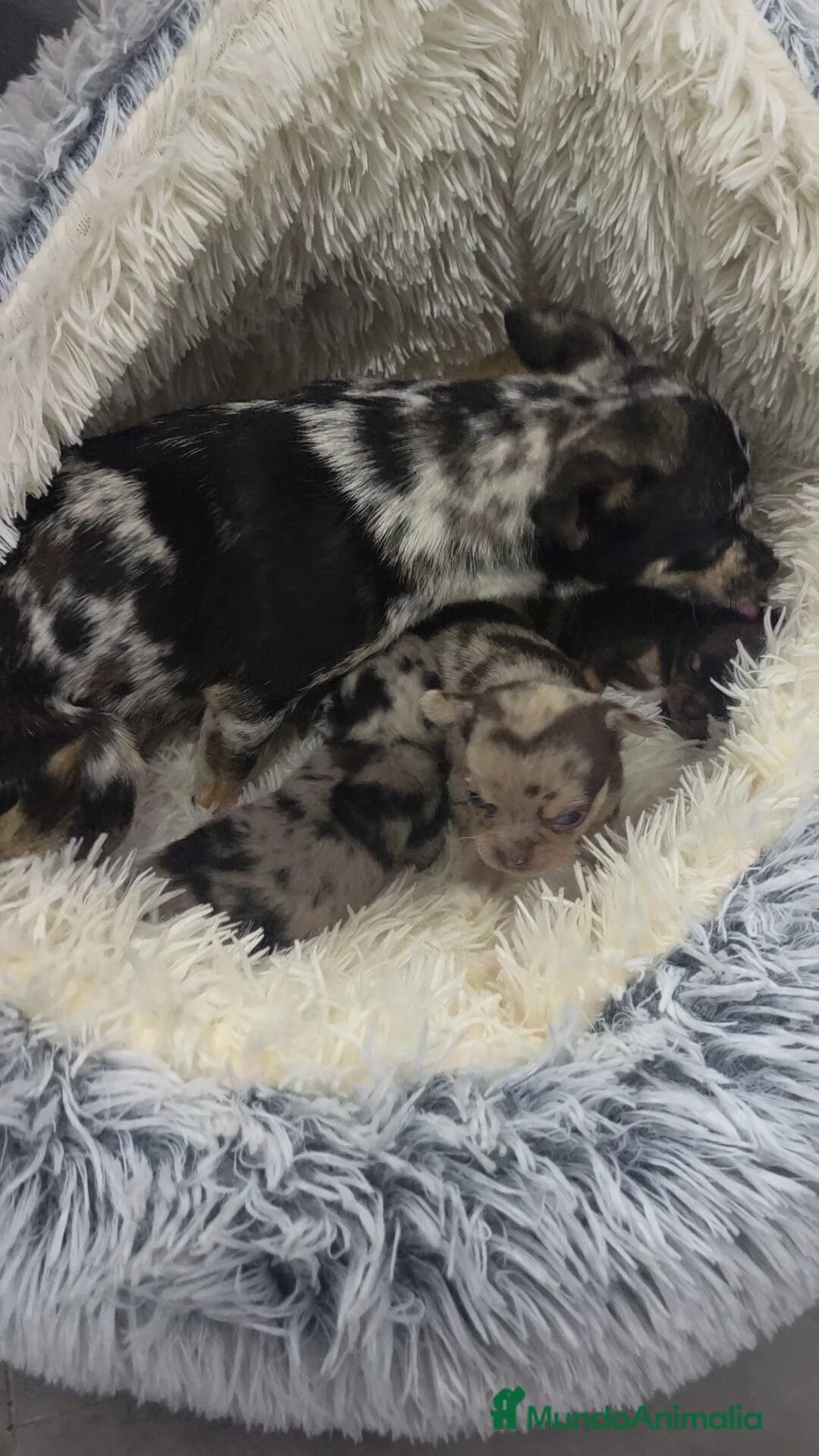 Chihuahua perros en venta: Chihuahuas exclusivos ♂️♀️🌈 merles y chocolate  - Anuncio 10