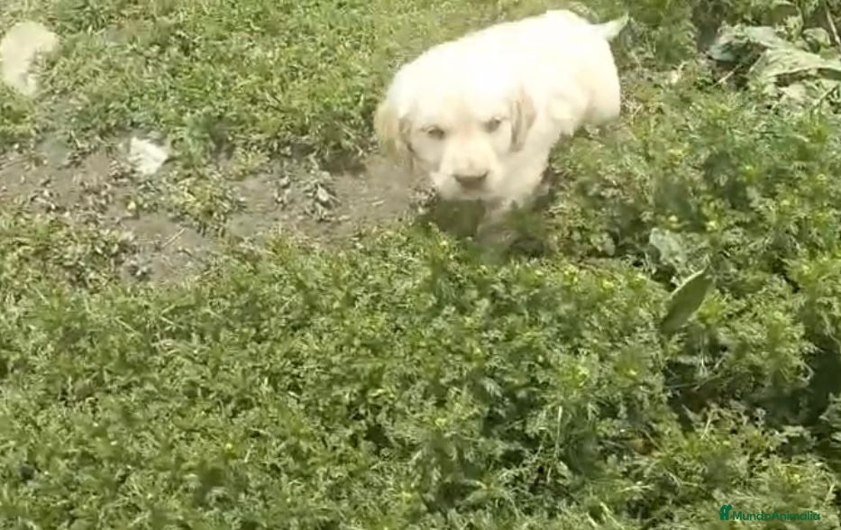 Golden Retriever perros en venta: Golden retriever  - Anuncio 1