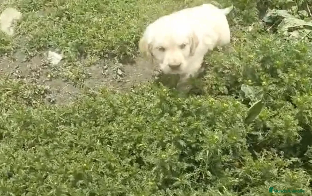 Golden Retriever perros en venta: Golden retriever  - Anuncio 1