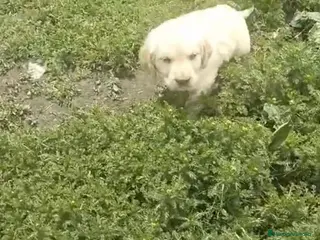 Golden Retriever perros en venta: Golden retriever - Anuncio 1
