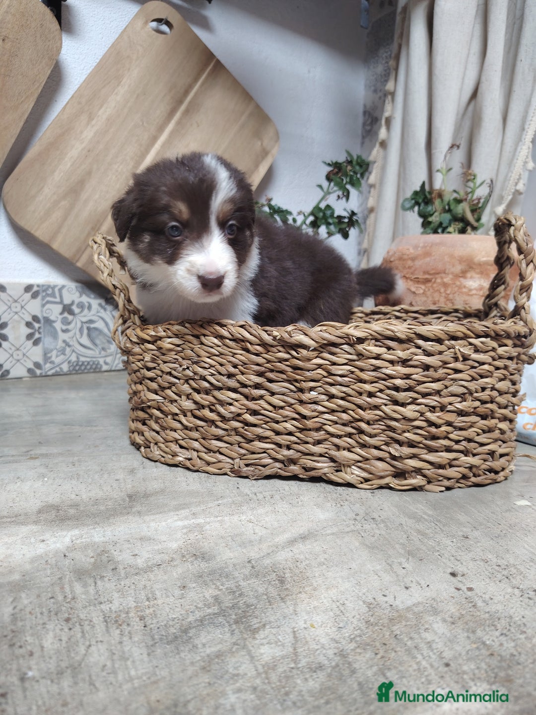 Border Collie perros en venta: Cachorros border collie chocolate y red merle - Anuncio 8