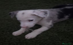 Border Collie perros en venta: BORDER COLLIE  - Imagen 12