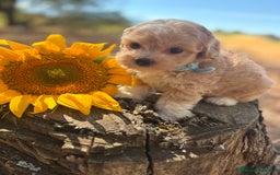 Maltipoo perros en venta: Maltipoo fotos actuales de los cachorros!! - Imagen 9