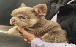 Bulldog Francés perros en venta: Bulldog Frances Fluffy cachorros impresionantes  - Imagen 3