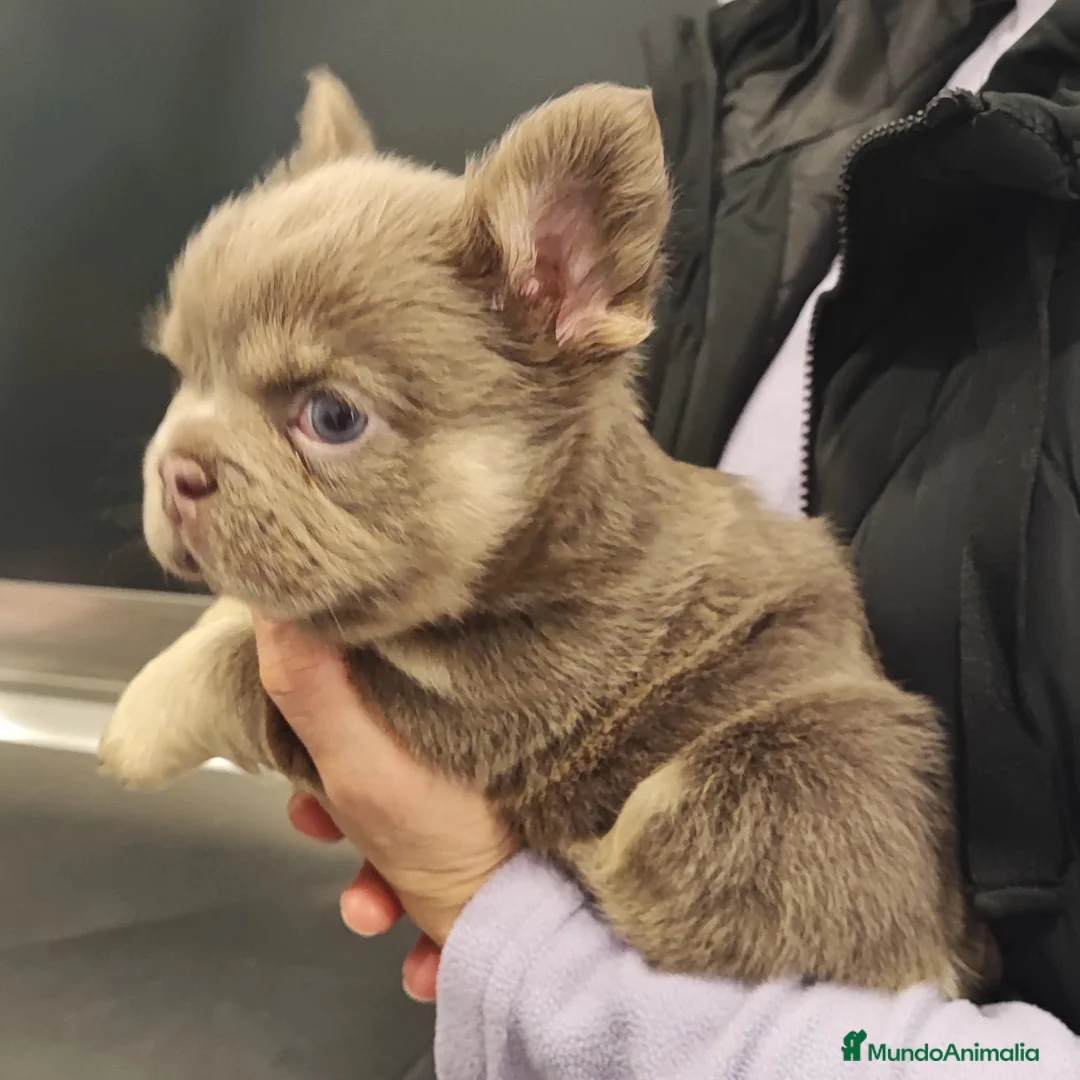 Bulldog Francés perros en venta: Bulldog Frances Fluffy cachorros impresionantes  - Anuncio 3