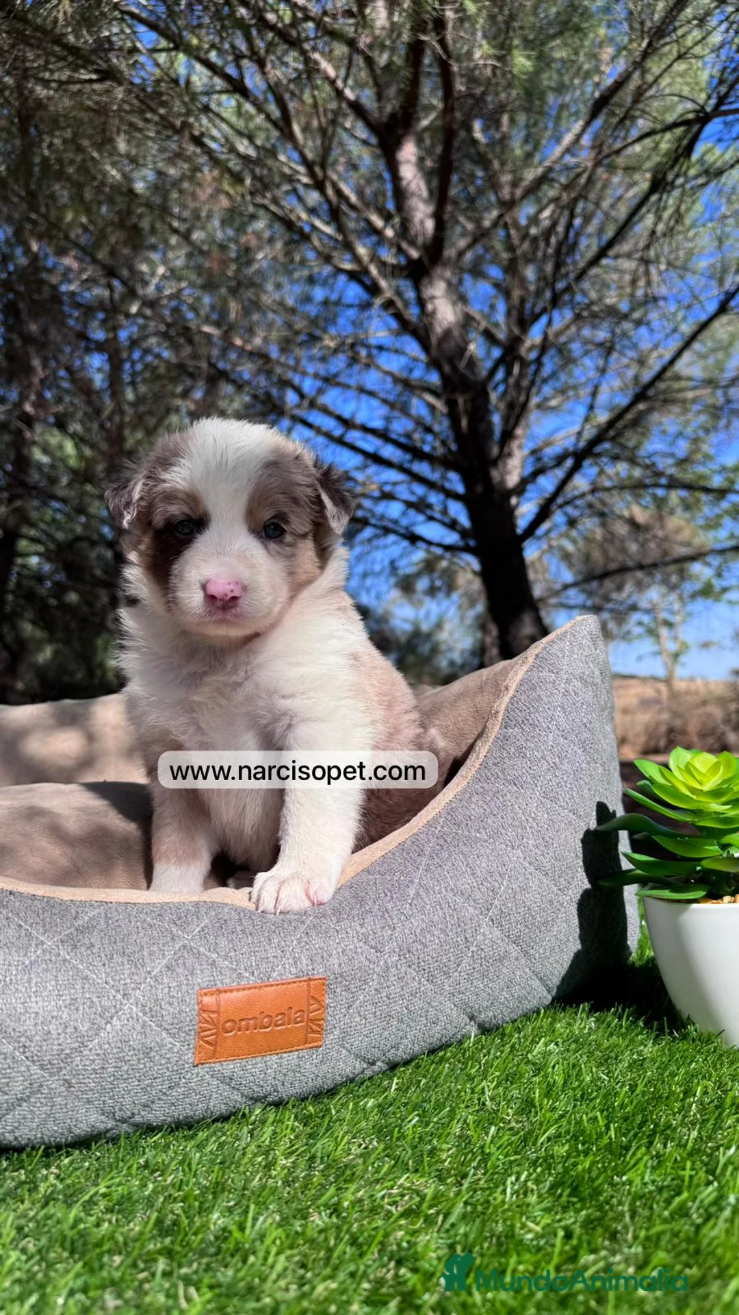 Border Collie perros en venta: VENTA DE BORDER COLLIE RED MERLE en Asturias - Anuncio 8