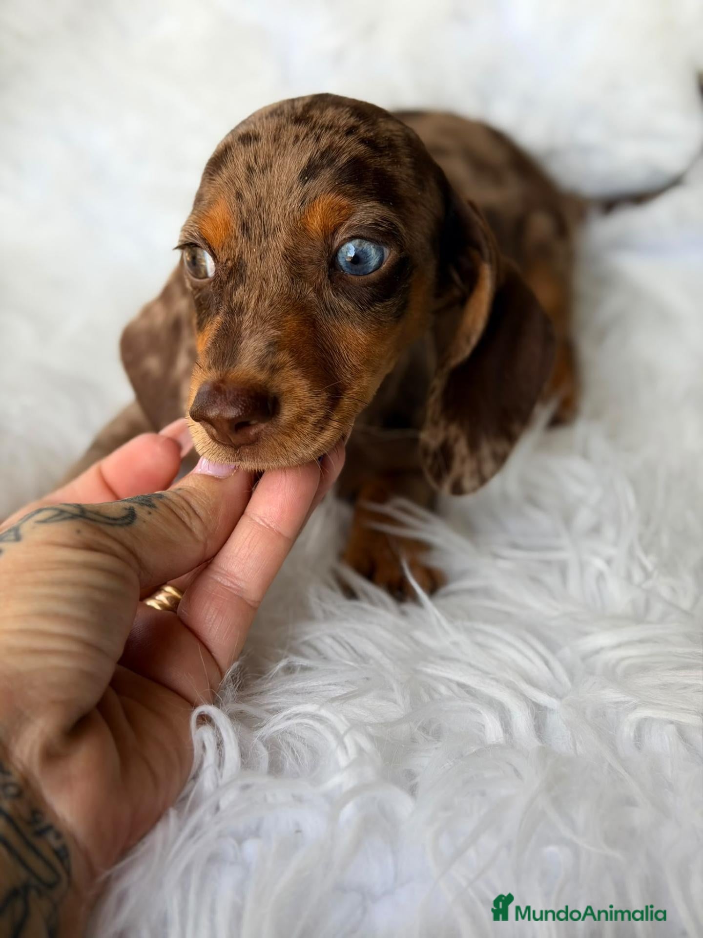 Teckel Miniatura perros TECKEL ARLEQUIN CHOCOLATE  - Anuncio 1