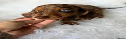 Teckel Miniatura perros en venta: TECKEL ARLEQUIN CHOCOLATE  - Anuncio 1