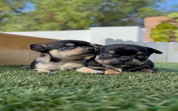 Chihuahua perros en venta: CHIHUAHUA-OJOS AZULES - Imagen 8
