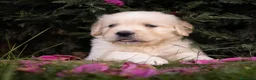 Golden Retriever perros en venta: Camada Golden Retriever  - Anuncio 5