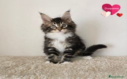 Maine Coon gatos en venta: Gatitos maine coon - Imagen 2