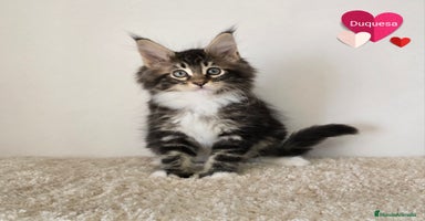 Maine Coon gatos - Propaganda 13