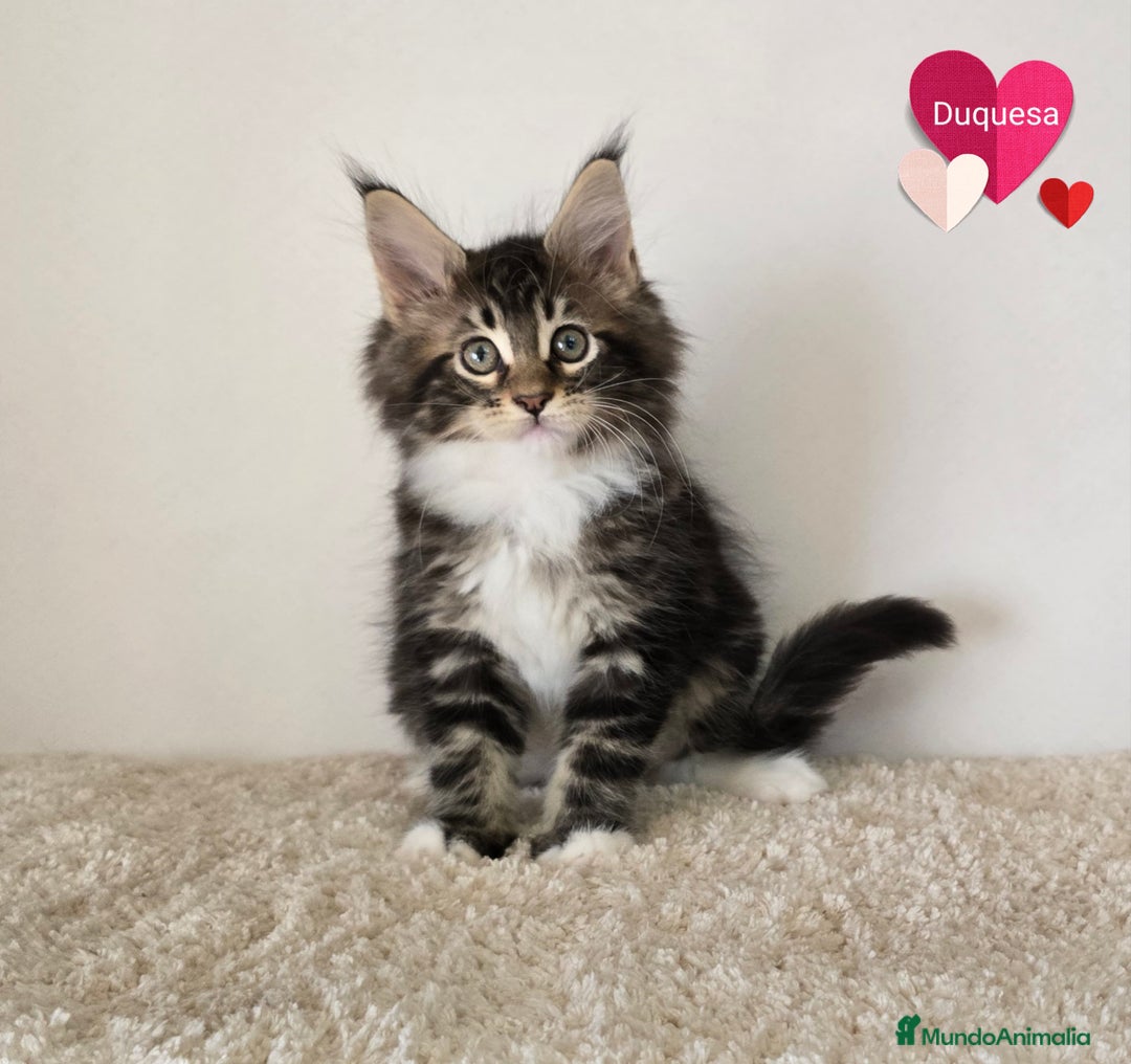 Maine Coon gatos en venta: Gatitos maine coon - Imagen 2