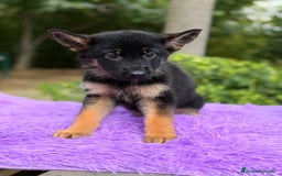 Pastor Alemán perros en venta: Pastor alemán hembra  - Imagen 4