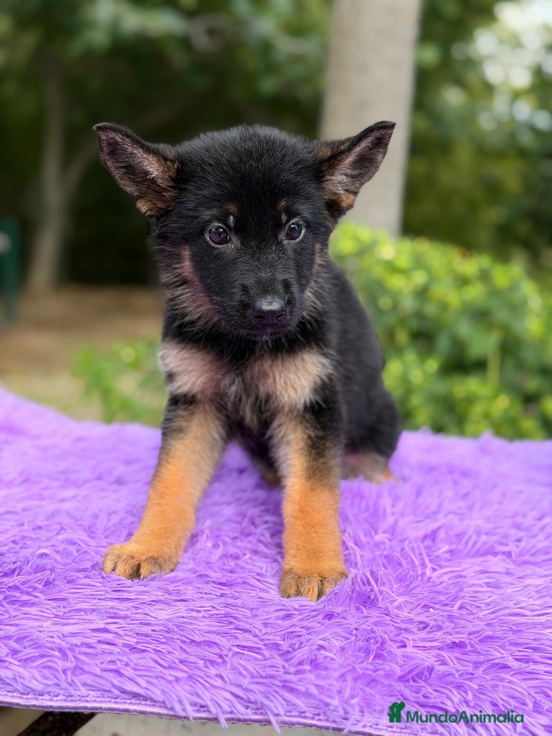 Pastor Alemán perros en venta: Pastor alemán hembra  - Imagen 4