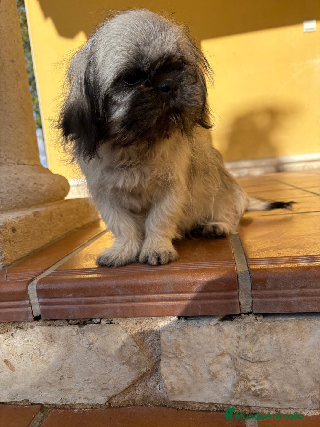 Pekinés perros en venta: Pekines imperial hembra preciosa  - Anuncio 10