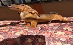 Teckel Miniatura perros en venta: Teckel miniatura  - Imagen 3