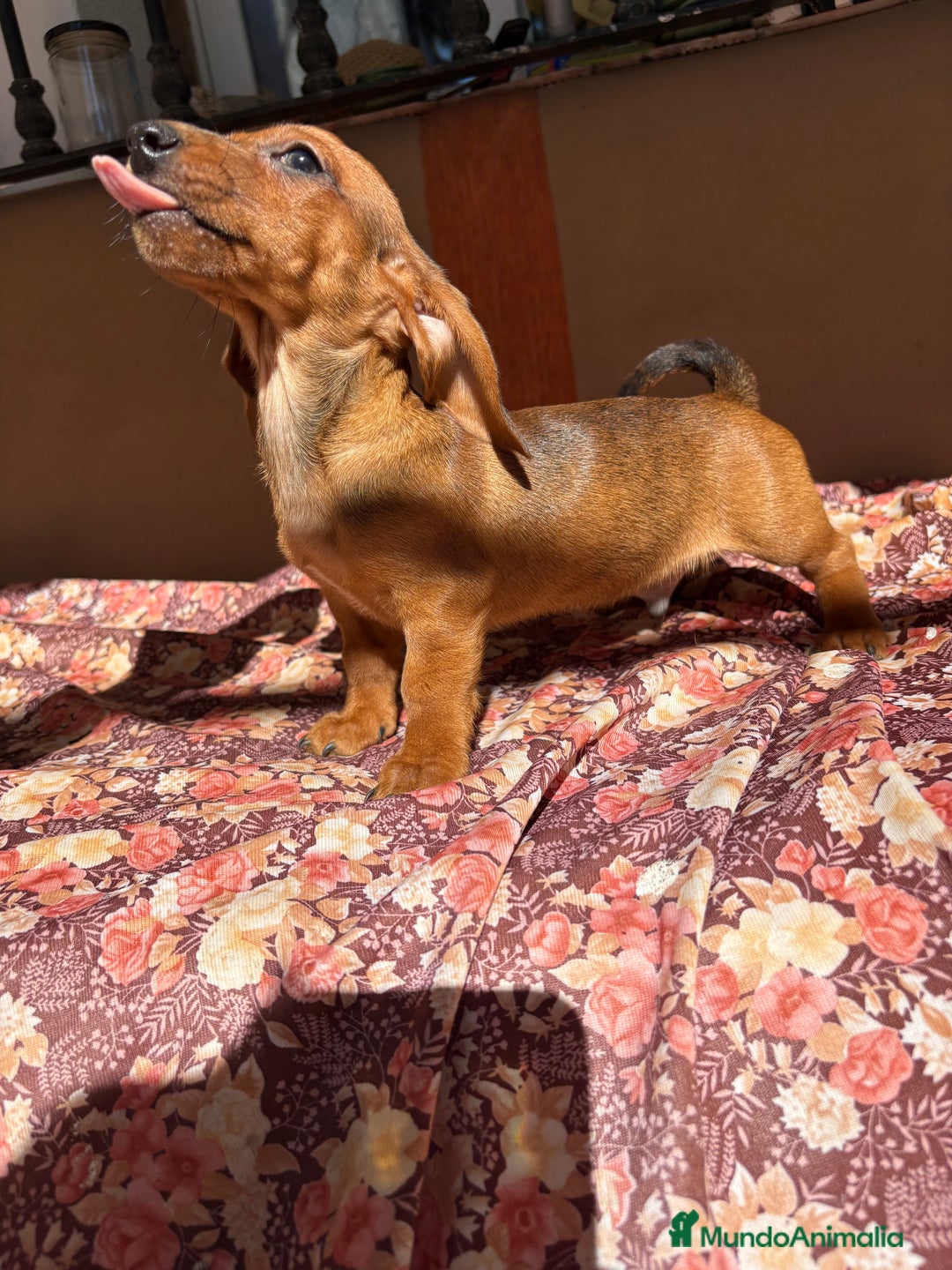 Teckel Miniatura perros en venta: Teckel miniatura  - Imagen 3