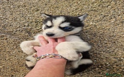Husky Siberiano perros en venta: Husky siberiano  - Anuncio 4