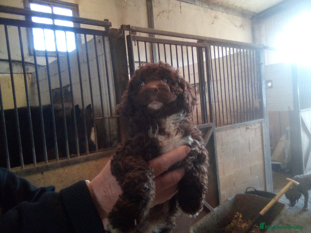 Perro de Agua Español perros en venta: Camada PDAE - Imagen 6