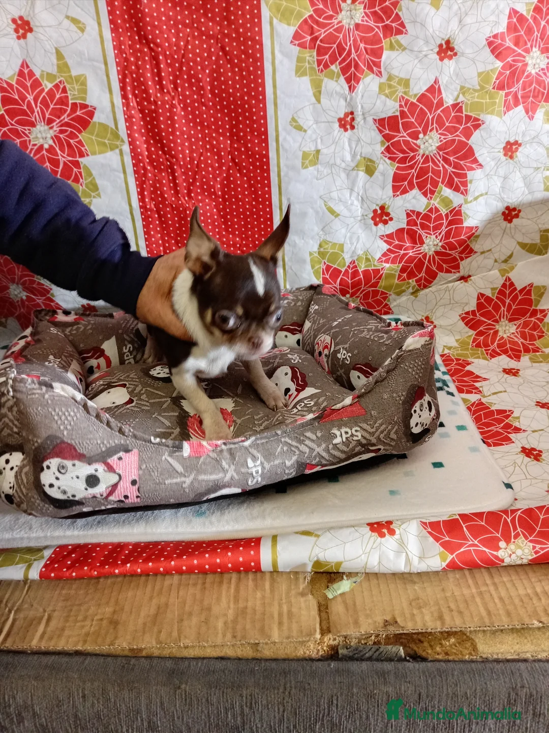 Chihuahua perros en venta: Chihuahuas toy - Anuncio 2