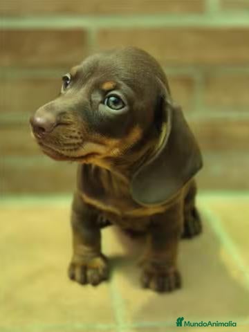 Teckel Miniatura perros Teckel chocolate mini - Anuncio 1