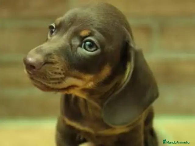 Teckel Miniatura perros en venta: Teckel chocolate mini - Anuncio 1