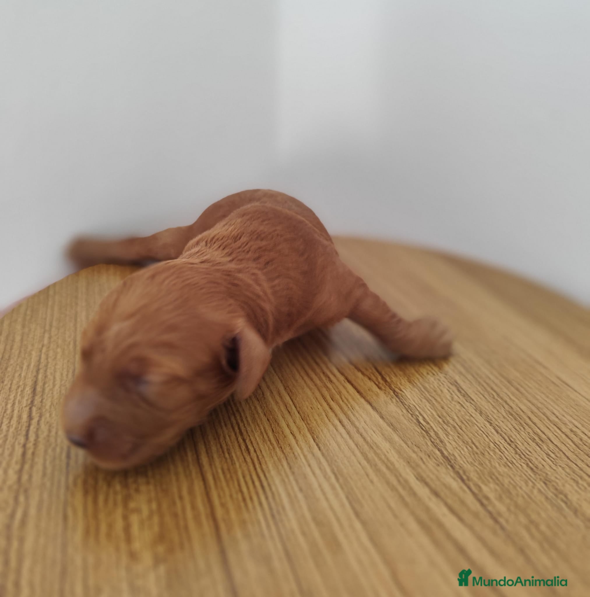 Caniche Toy perros Caniche toy - Anuncio 22