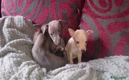 Pequeño Lebrel Italiano perros en venta: Lebrel italiano  - Imagen 5