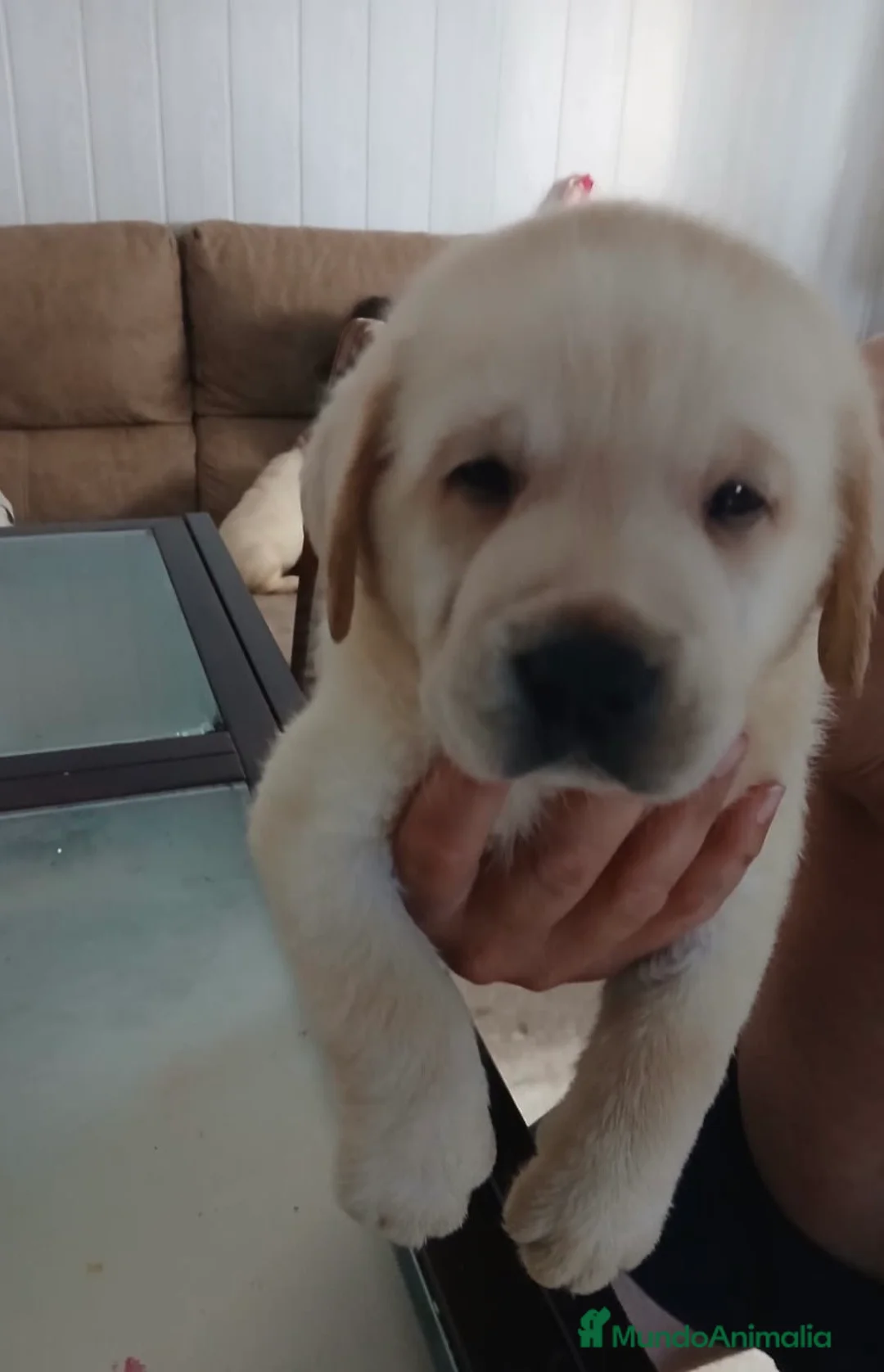 Labrador Retriever perros en venta: Labradores retriever disponible 🐶🐾 en Cádiz - Anuncio 2
