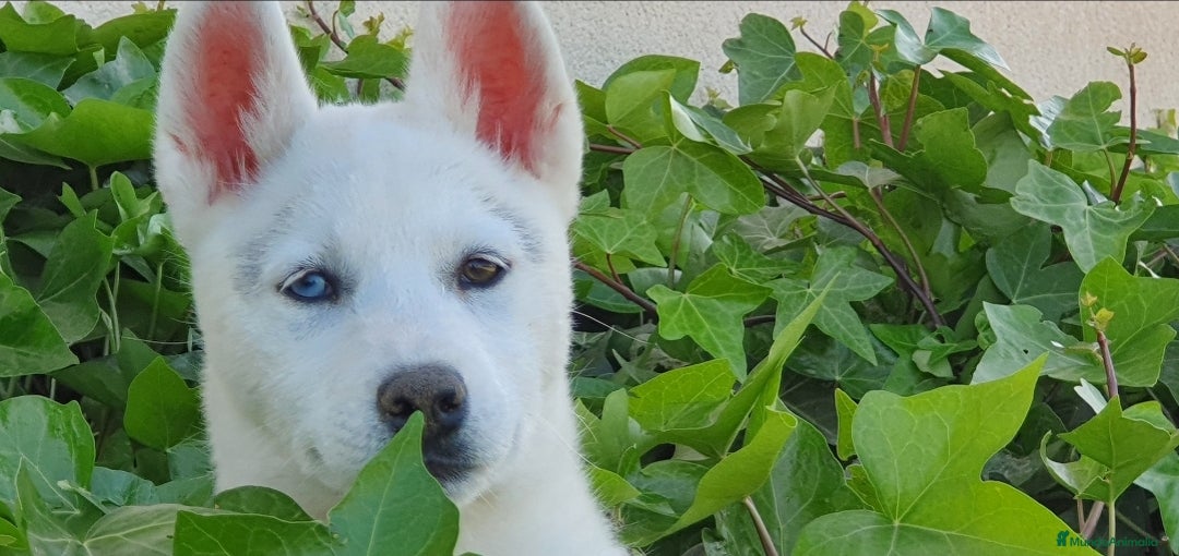 Husky Siberiano perros en venta: Husky gris, negro y agouti  - Anuncio 10