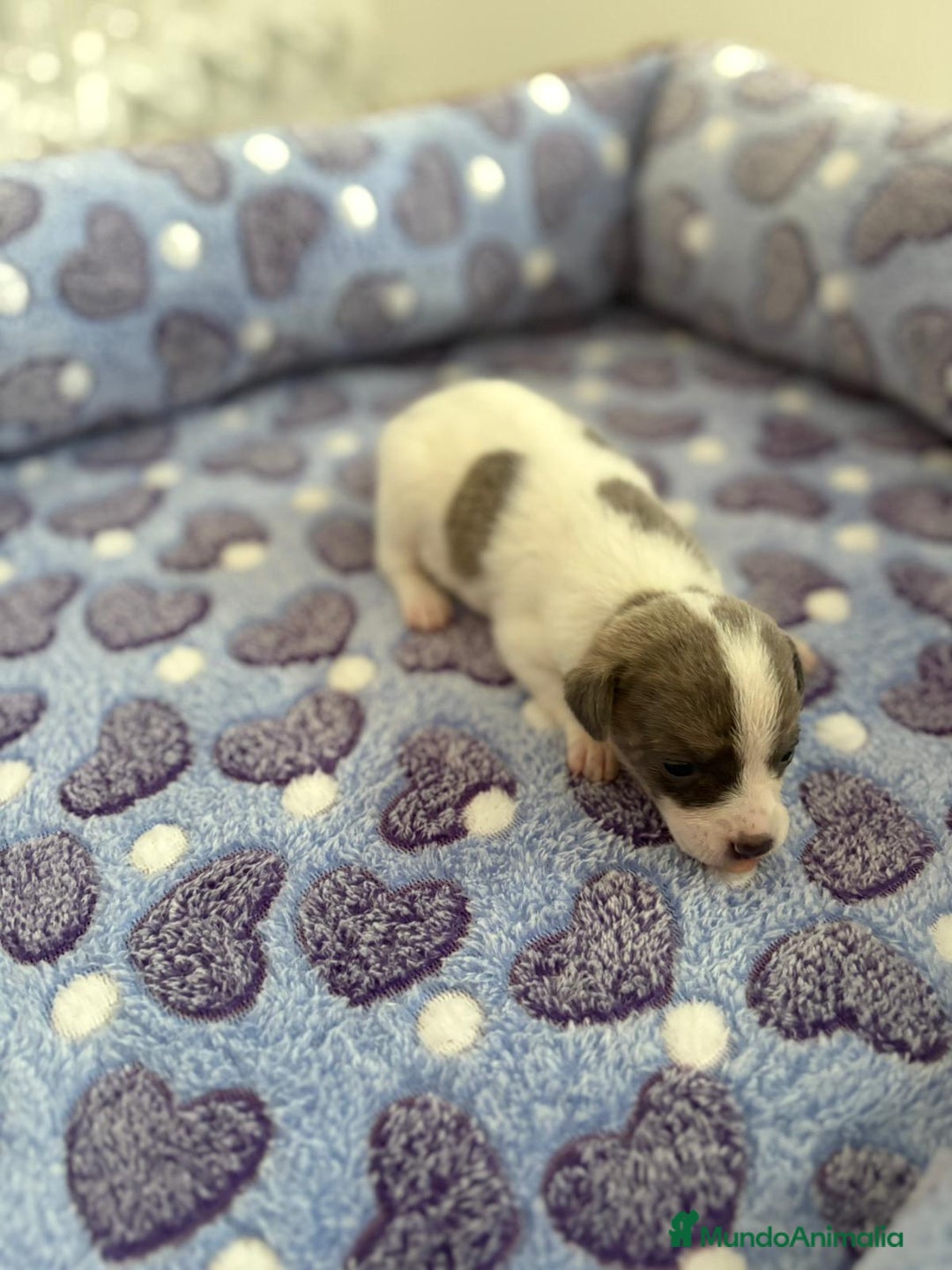 Raza Mixta perros en venta: CHIWHIP - Imagen 2