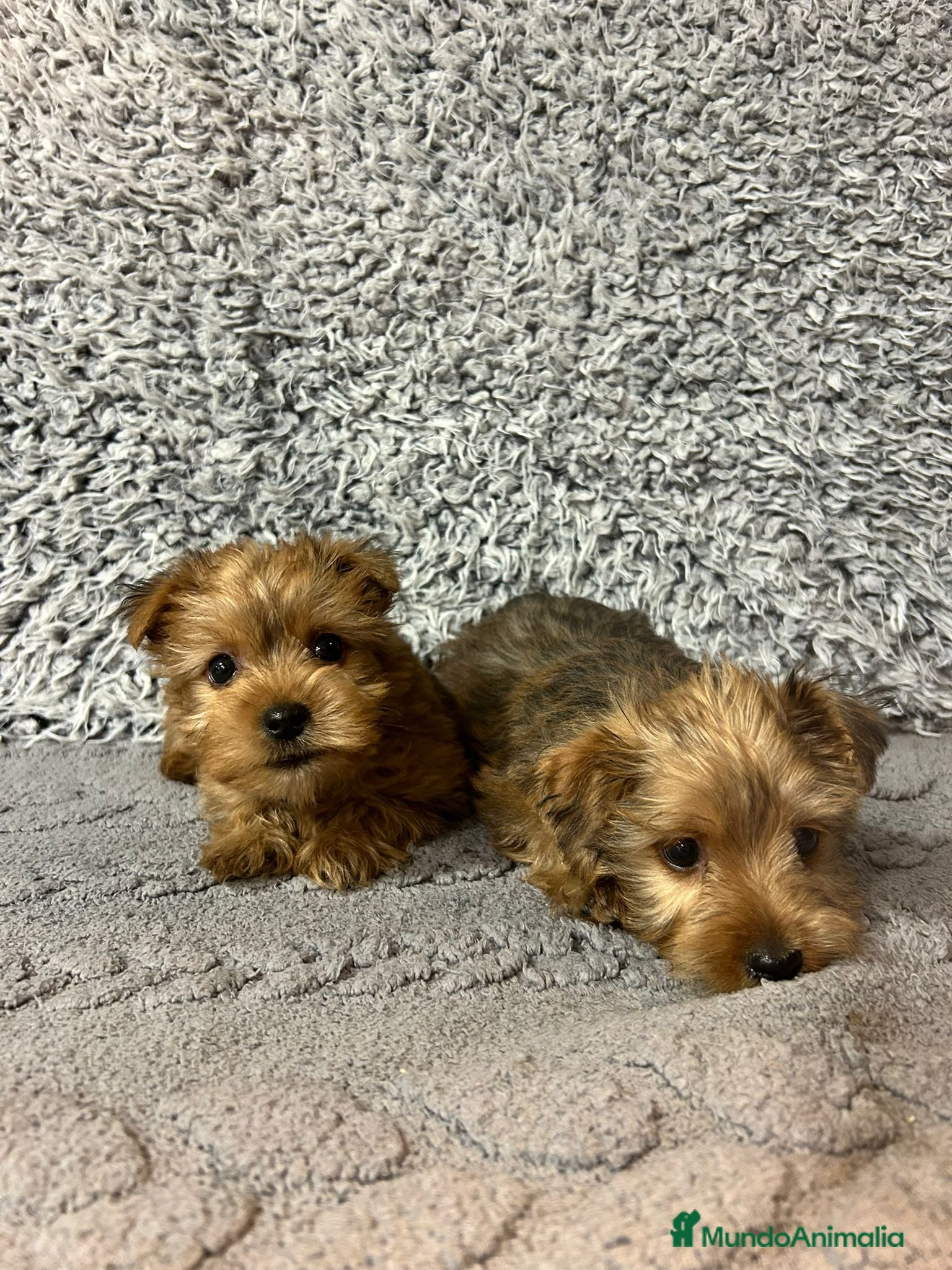 Raza Mixta perros en venta: Yorkipoo - Anuncio 2