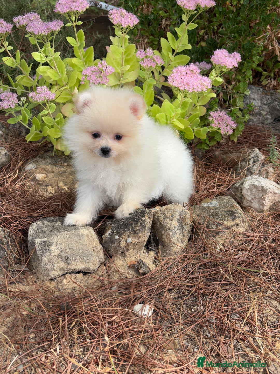 Pomerania perros en venta: Pomerania macho disponible  - Imagen 1