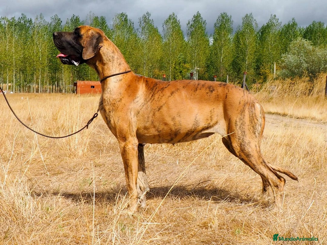 Dogo Alemán perros en venta: Cachorros de Dogo Alemán  - Anuncio 12