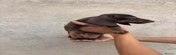 Teckel Miniatura perros en venta: Tecker hembras - Anuncio 8