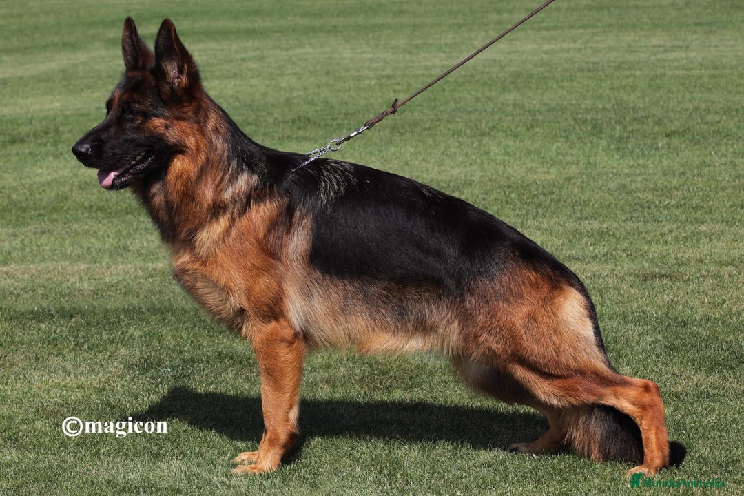 Pastor Alemán perros en venta: Súper cachorro macho pastor alemán  - Anuncio 3