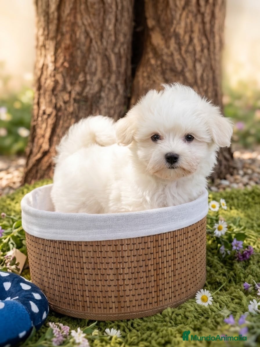 Bichón Maltés perros Bichón Maltés  - Anuncio 1