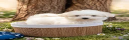 Bichón Maltés perros en venta: Bichón Maltés  - Anuncio 1